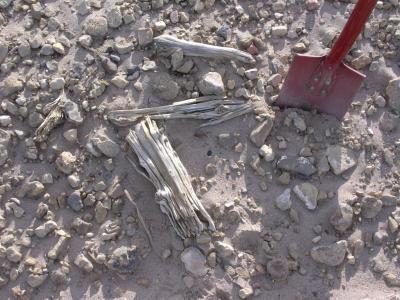 Rester af trægrene fra skoven som voksede ved Kap København for to millioner år siden