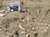 En mand i ud arkæologisk udgravning, som børster i knogler han har fundet